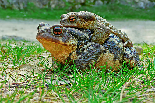 Common mating toads, in the Natural Park of Cazorla, Segura and Las Villas.