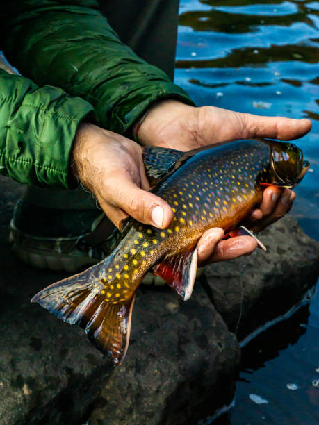 Cold water Brookie Catch and release in a remote lake brook trout stock pictures, royalty-free photos & images