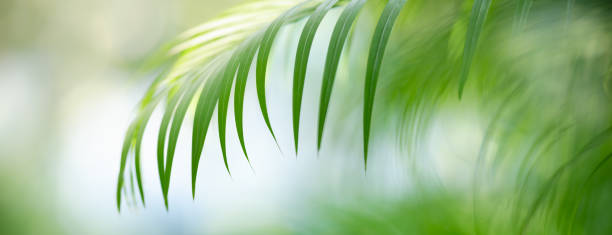 istock Abstract blurred of green leaf nature using as background natural plants, ecology cover page concept. 1299992438