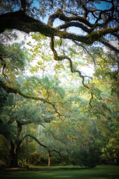 Twisted oak and Spanish moss Surreal photo of a Twisted oak tree with dripping Spanish moss hanging moss stock pictures, royalty-free photos & images