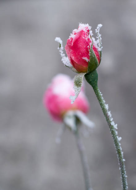 frozen rose The first frosts and frozen rose frozen rose stock pictures, royalty-free photos & images