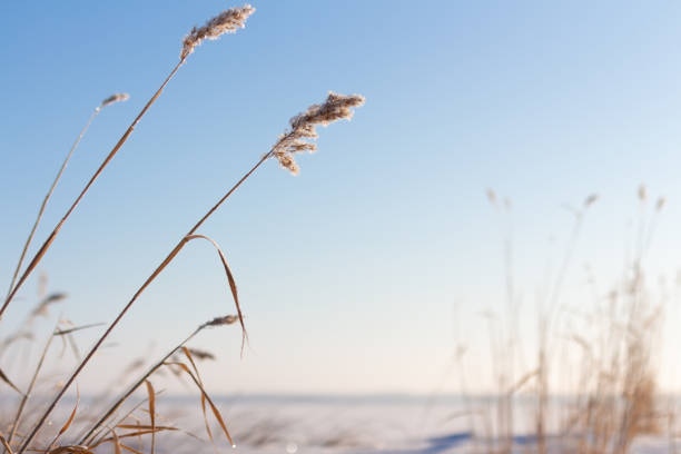 Morning sun shining on frost covered golden grain seed heads with blue sky and snow covered lake in winter