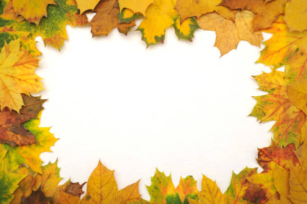 istock Autumn leaves framed on a white background 1299993481