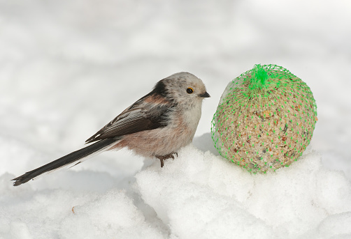 Long-tailed tit sitting in snow near a tit dumpling.