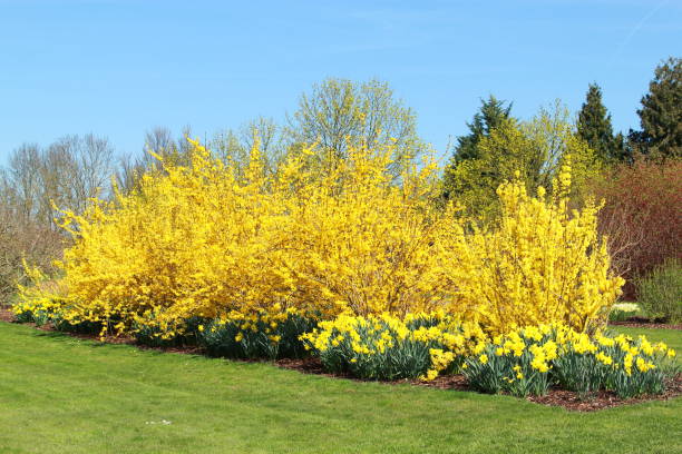 Yellow Forsythia and Daffodils Yellow forsythia and daffodils in the garden forsythia garden stock pictures, royalty-free photos & images