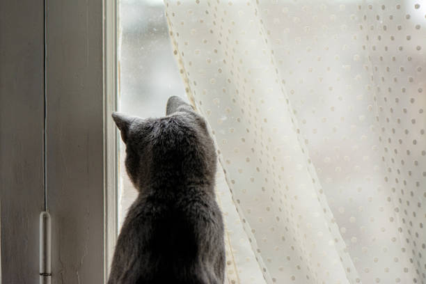 istock cat from the back looking out the window with an attitude of waiting. 1299995021
