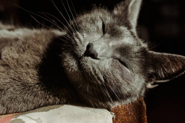 nice gray cat, sleeping with the rays of the afternoon sun, close up