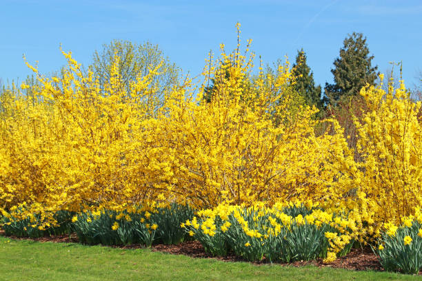 istock Yellow Forsythia and Daffodils 1299995031