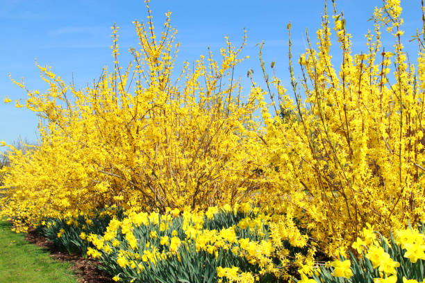 istock Yellow Forsythia and Daffodils 1299995124