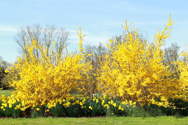 istock Yellow Forsythia and Daffodils 1299995183