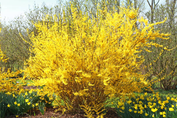 istock Yellow Forsythia and Daffodils 1299995515