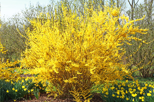 Yellow forsythia and daffodils in the garden