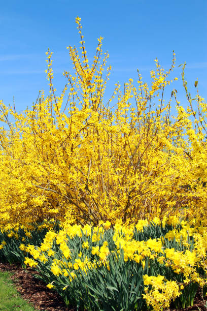 istock Yellow Forsythia and Daffodils 1299995604
