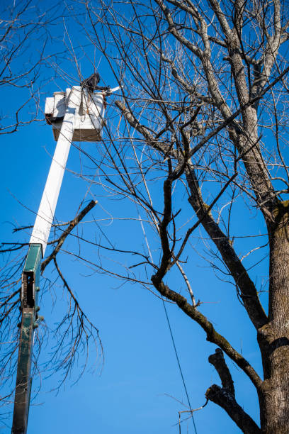istock Arborist in a Bucket Truck Trimming a Tree 1299996336