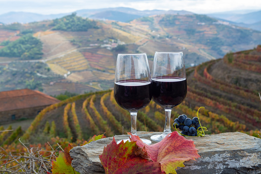 Tasting of Portuguese fortified dessert and dry port wine, produced in Douro Valley with colorful terraced vineyards on background in autumn, Portugal