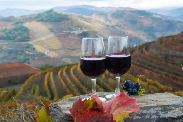 Photo of Tasting of Portuguese fortified port wine, produced in Douro Valley with colorful terraced vineyards on background in autumn, Portugal