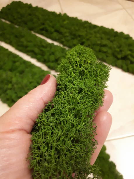 istock green moss on the palm of a woman 1300000048