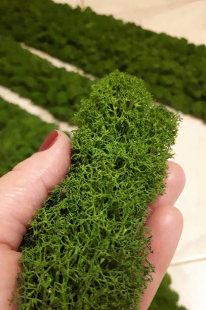 istock green moss on the palm of a woman 1300000070
