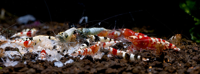 Group of dwarf shrimp enjoy eat food on aquatic soil with different type including red bee, red fancy tiger, black bee and blue bolt shrimp in fresh water aquarium tank.