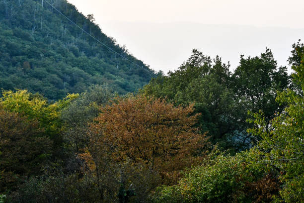 istock tree in mountains, digital photo picture as a background 1300000314