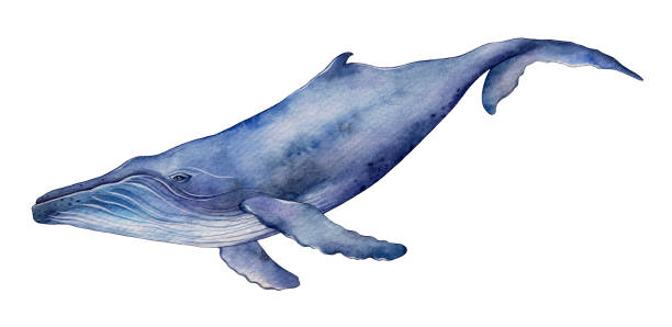istock Watercolor humpback whale. Hand drawn illustration isolated on white background. 1300000940