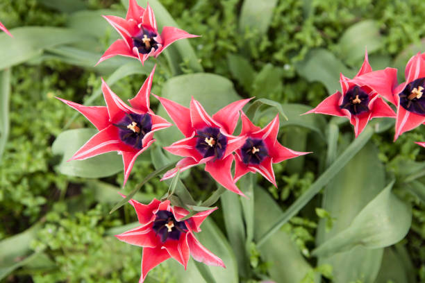 istock Flowering spring meadow with tulips. 1300002678