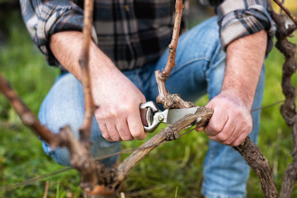 istock Farmer pruning the vine in winter. Agriculture. 1300003065