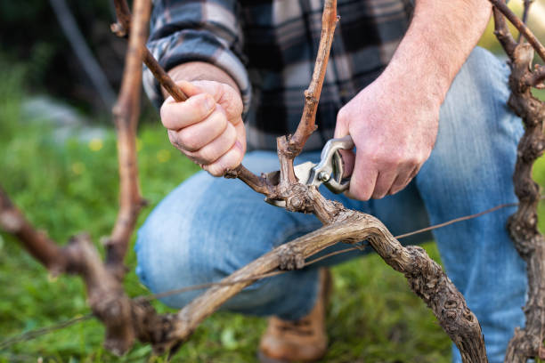 istock Farmer pruning the vine in winter. Agriculture. 1300003066