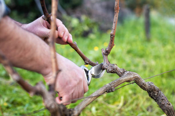 istock Farmer pruning the vine in winter. Agriculture. 1300003073