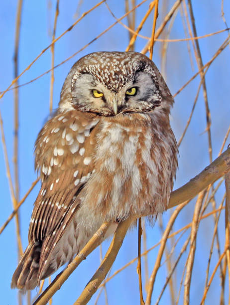istock Northern Saw-whet Owl standing on a tree branch 1300003407
