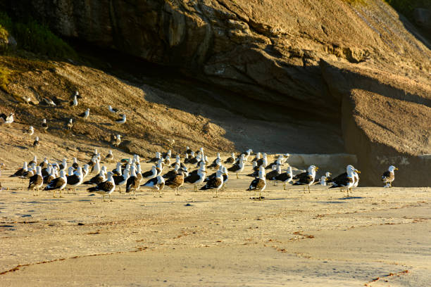 Seagulls resting on the rocks and sand at Devil beach