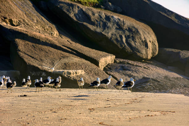 istock Seagulls resting on the sand and rocks at Devil beach 1300004644