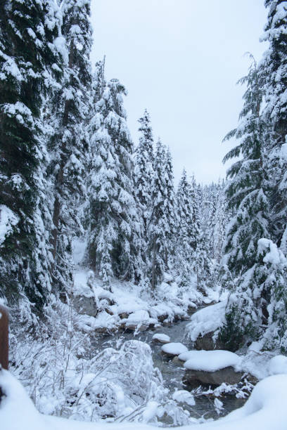 istock winter forest in the snow 1300004876