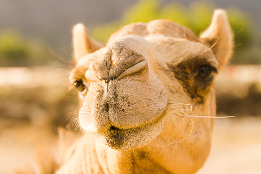 Close up portrait of camel in the desert and warm golden light