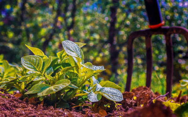 Young potato plant and garden tool Young potato plant in private garden with garden tool. The soil is reddish and the plant is a fine green colour garden fork stock pictures, royalty-free photos & images