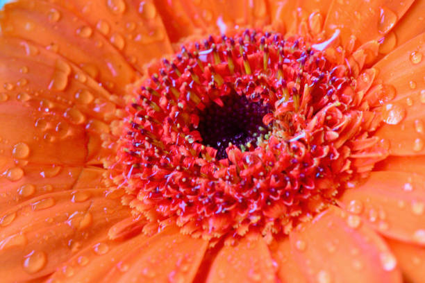 eine extreme nahaufnahme eines orangefarbenen gerbera-blumenkopfes - daisy family close up cut flowers cut out stock-fotos und bilder