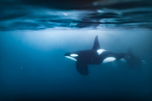 familie von killerwal orca schwimmen unter der oberfläche des ozeans - schwertwal stock-fotos und bilder