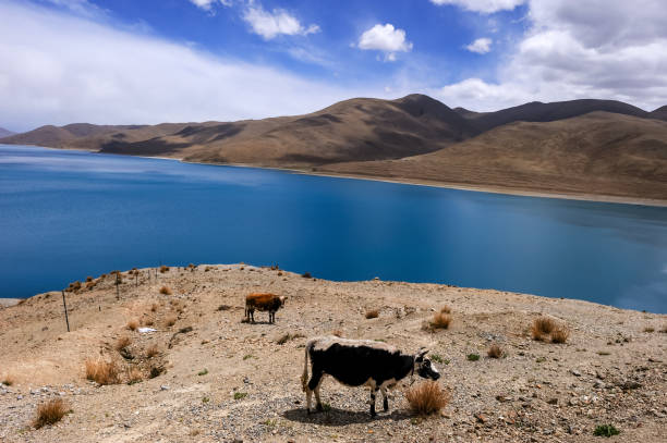 Snow-capped mountains of Kunlun mountain range and turquoise waters of the lake scenery in Hoh Xil, China, copy space for text