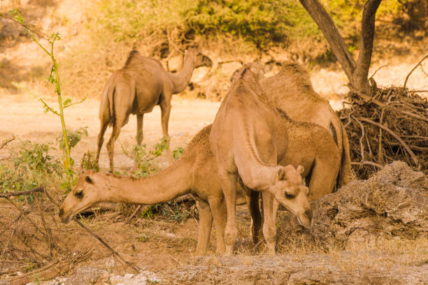 istock Group of camels feeding under a tree in the desert and warm golden light 1300007367
