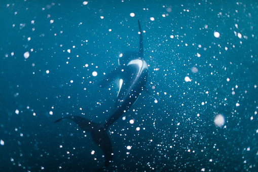 orcas whale - killer whale on white background\n\nThe orca (Orcinus orca), also called killer whale, is a toothed whale belonging to the oceanic dolphin family