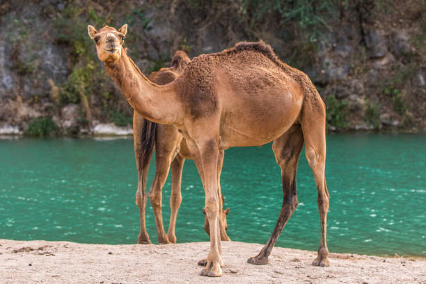 camels by oasis in the desert and warm golden light - journey camel travel desert imagens e fotografias de stock