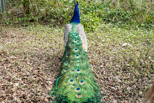 The long green elaborately beautiful feathers draped behind a sitting peacock bird in the forest