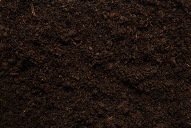 istock Black land for plant background. 1300009175