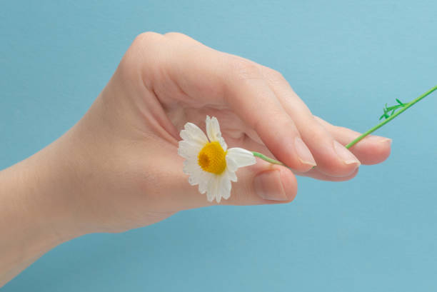 istock Little Daisie in woman hand on a blue 1300009224