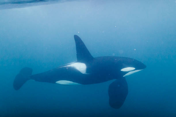 Killer whale orca swimming beneath the surface of the ocean Killer whale orca swimming beneath the surface of the ocean orca underwater stock pictures, royalty-free photos & images