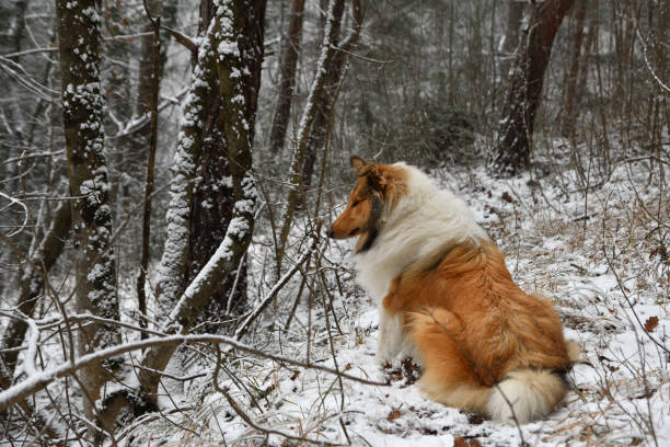 istock Rough collie sitting in snowy forest 1300010220