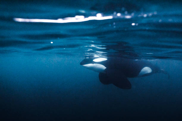 Killer whale orca swimming beneath the surface of the ocean Killer whale orca swimming beneath the surface of the ocean orca underwater stock pictures, royalty-free photos & images