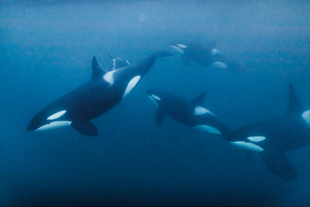 family of killer whale orca swimming beneath the surface of the ocean - arctic sea imagens e fotografias de stock