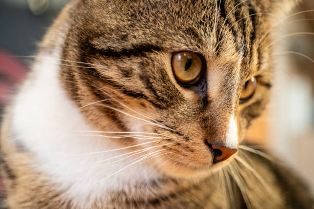 istock Young handsome tabby tomcat, brown and black stripes 1300010560