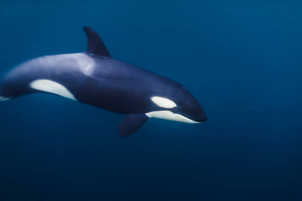 Two killer whales swimming near the coast of the Lofoten Islands, Norway. The mother is going down and the head of ther young is well visible.